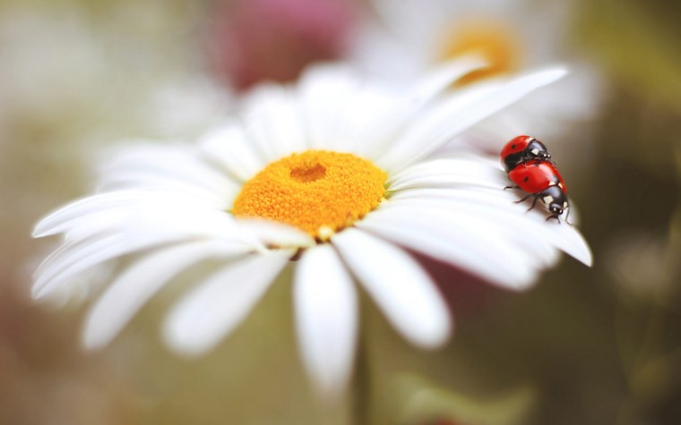 Ромашка макро