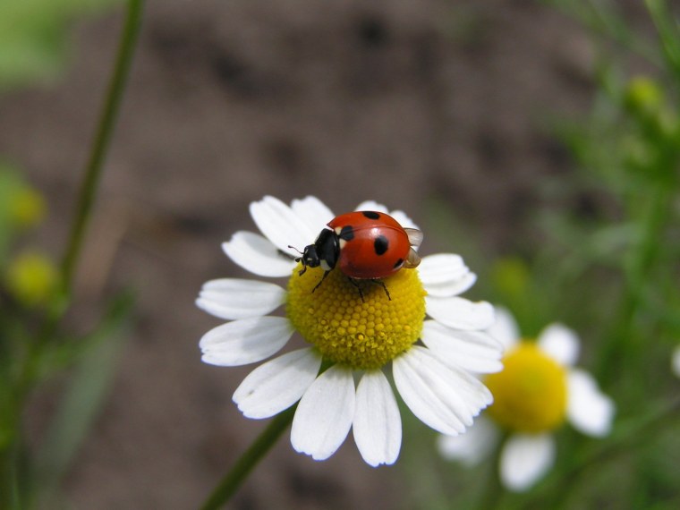 Божья коровка на ромашке