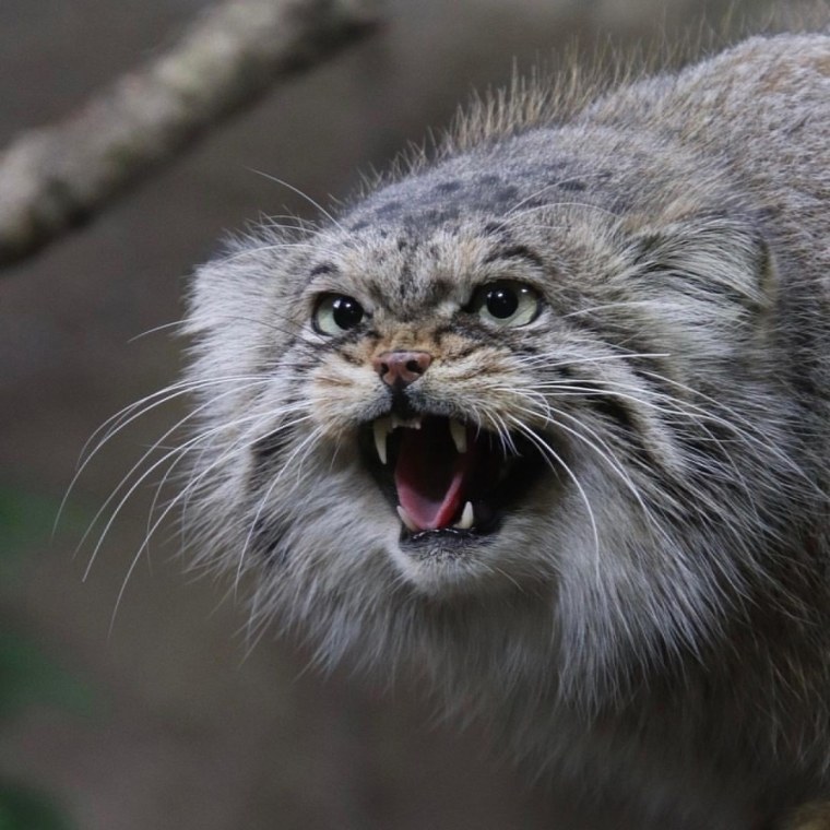 Манул охотится