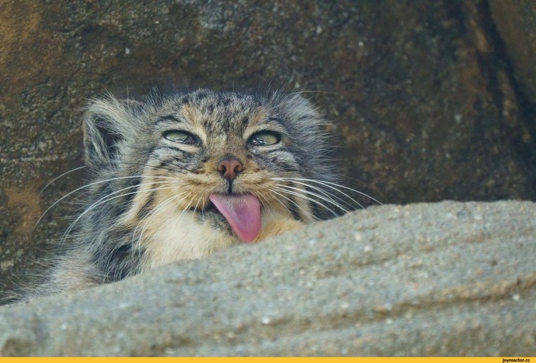 Манул кричит