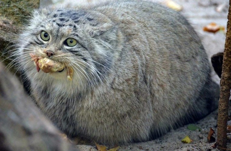 Дикий Лесной кот Манул