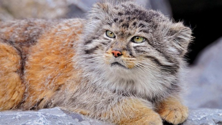 Тибетский Манул