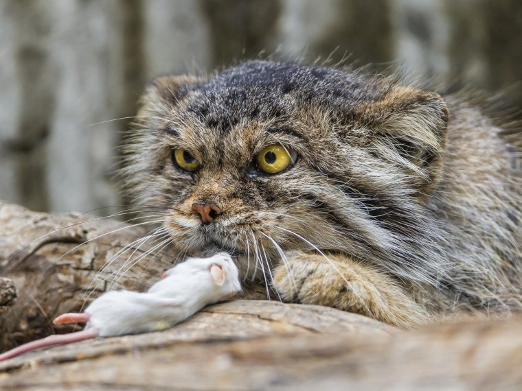 Манул самка