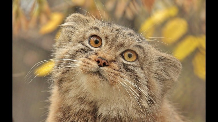 Манул морда