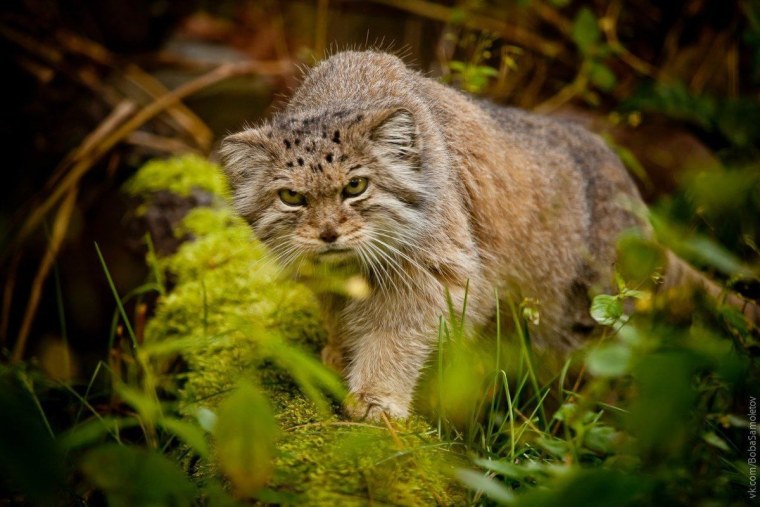 Степной кот Манул