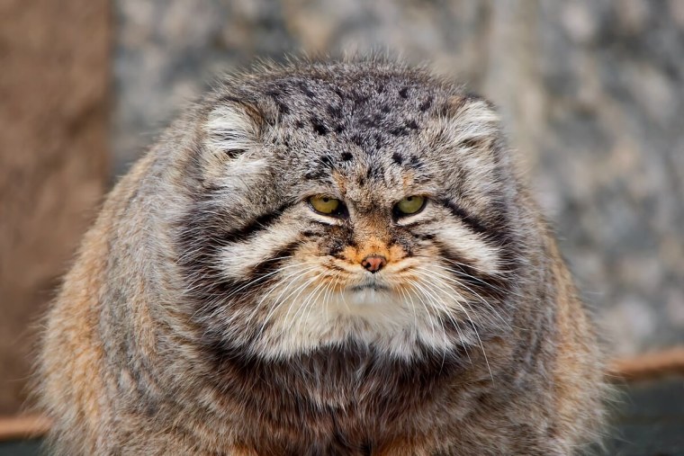 Кот Манул злой