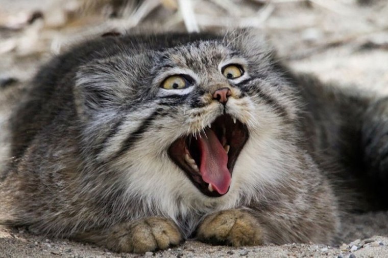 Манул президент