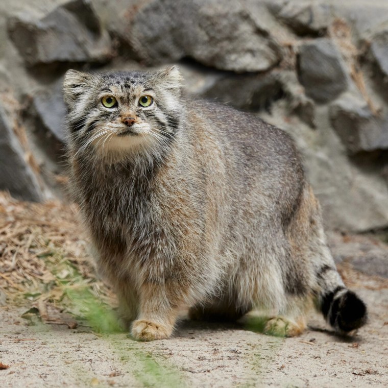 Манул Новосибирский зоопарк