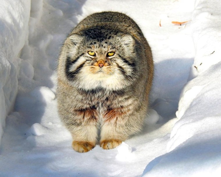 Кот Манул Забайкальского края