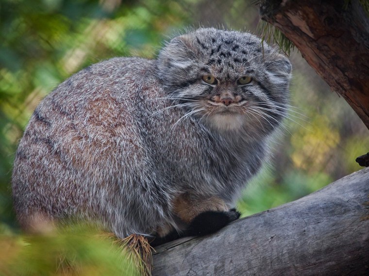 Степная кошка Манул