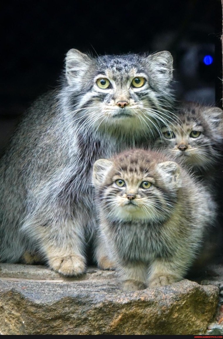 Детеныш манула