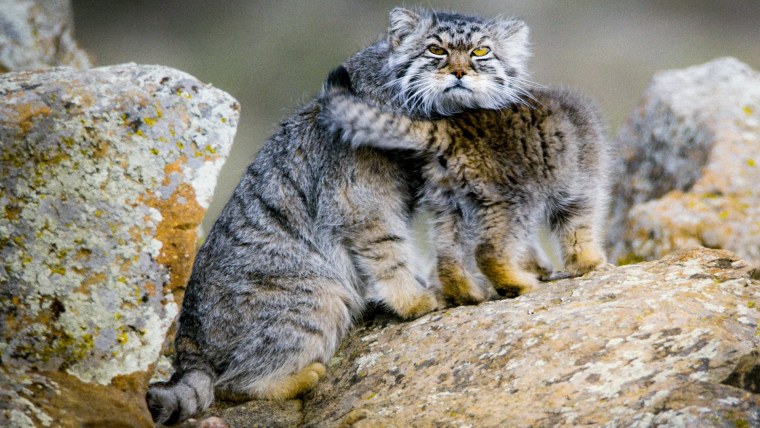 Камышовый кот Манул