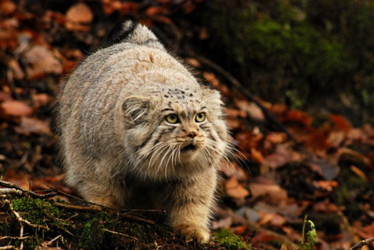 Манул (палласов кот)