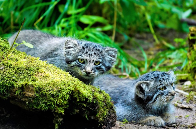 Манул Забайкальский