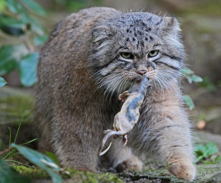 Манул на охоте