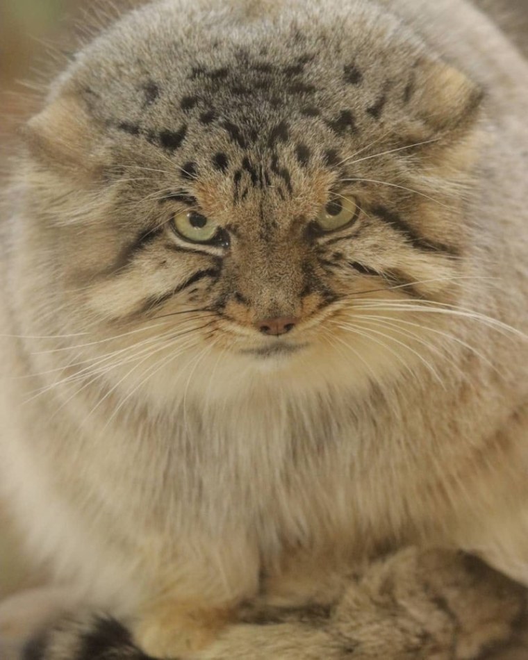 Манул Забайкальский дикий кот