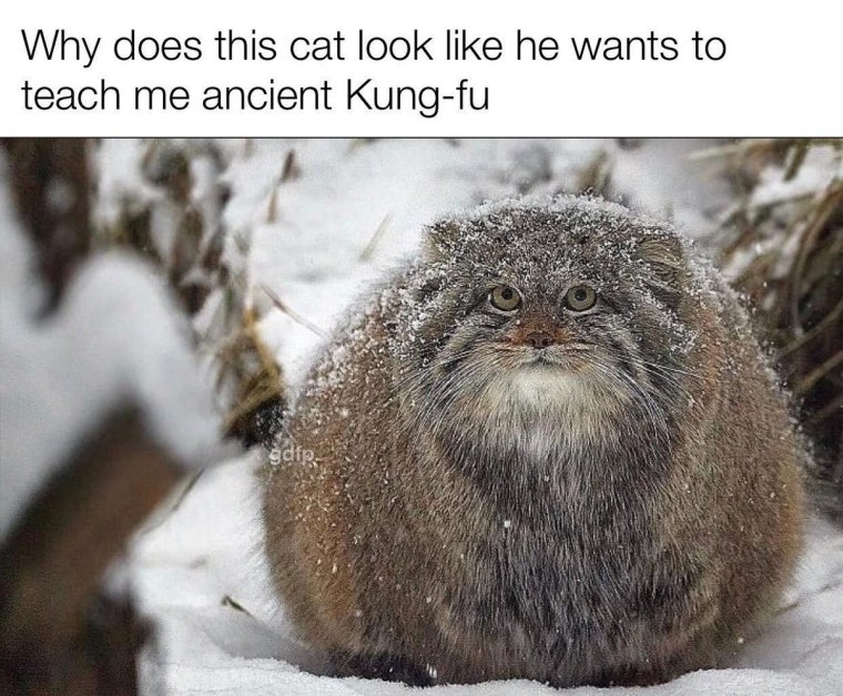 Кот Манул зимой