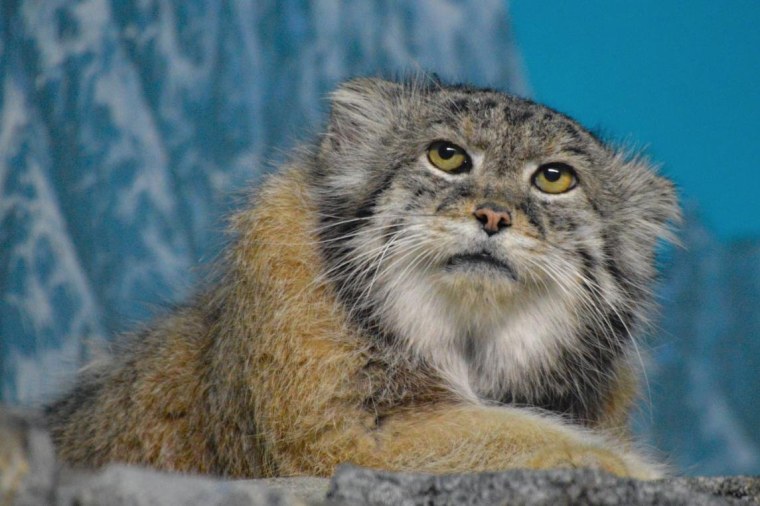 Тибетский Манул