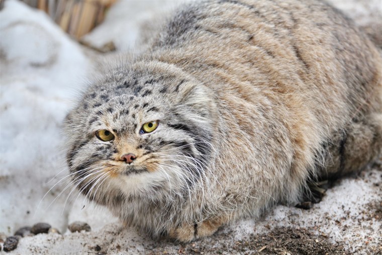 Кот Манул Каракурт