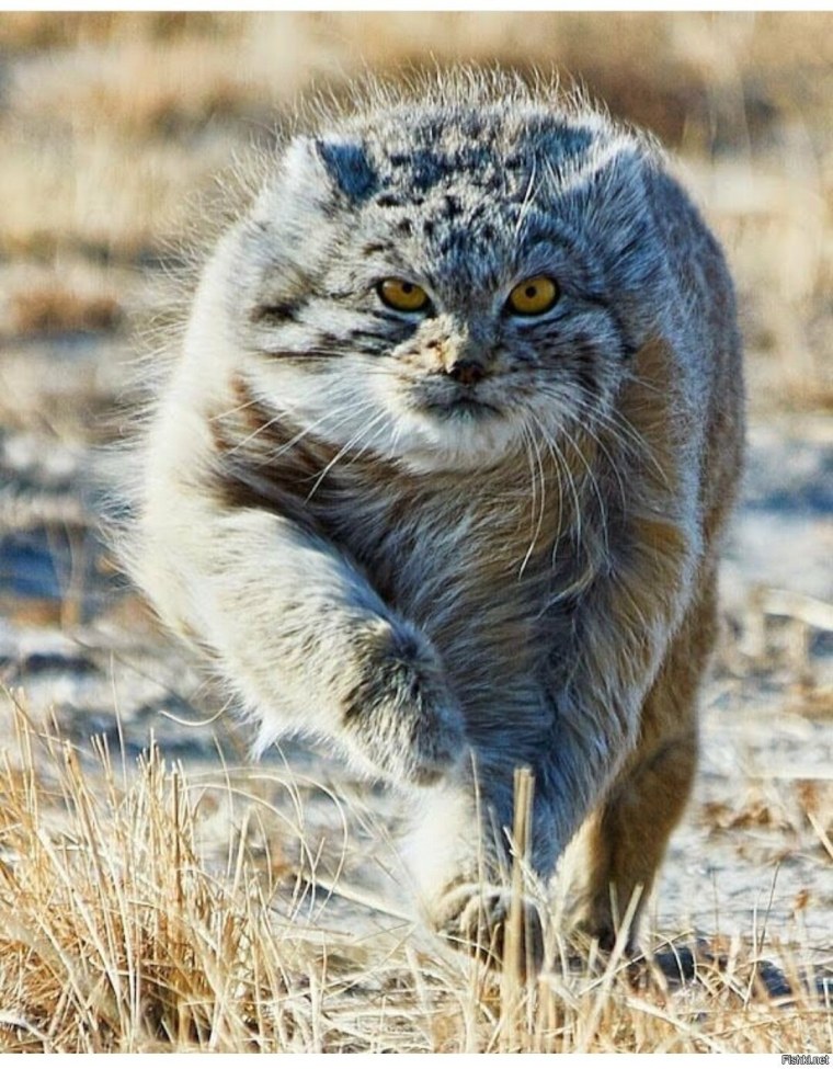 Камышовый кот Манул