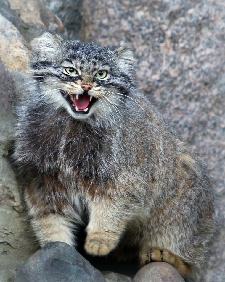 Дикий кот Манул