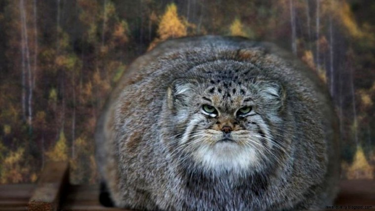 Камышовый кот Манул