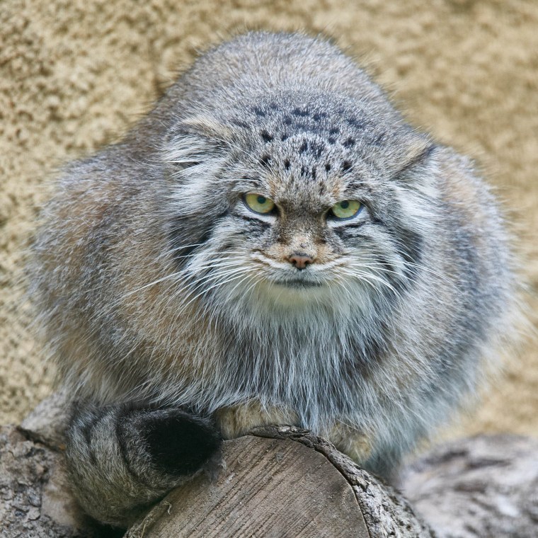 Горный кот Манул