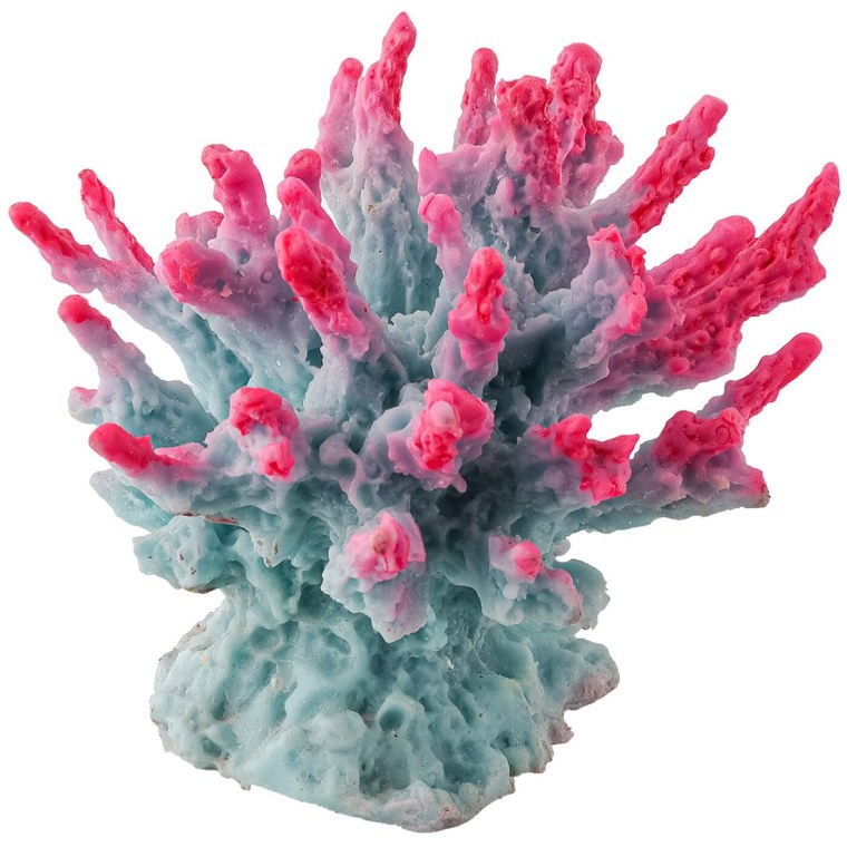 Кораллы купить живые