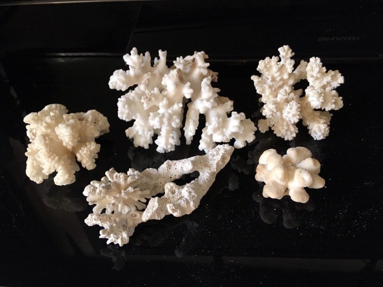 Морские кораллы московскими