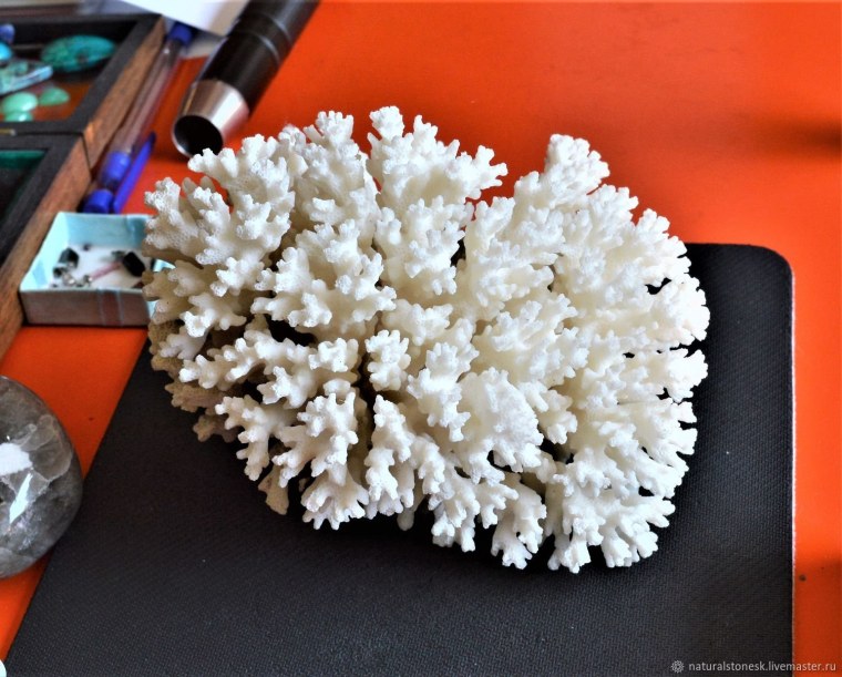 Белый коралл Бьянко