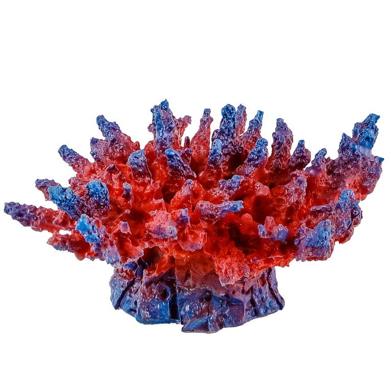 Кораллы для аквариума