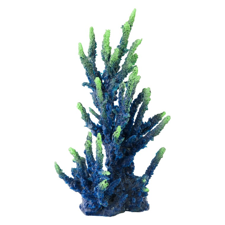 Кораллы для аквариума