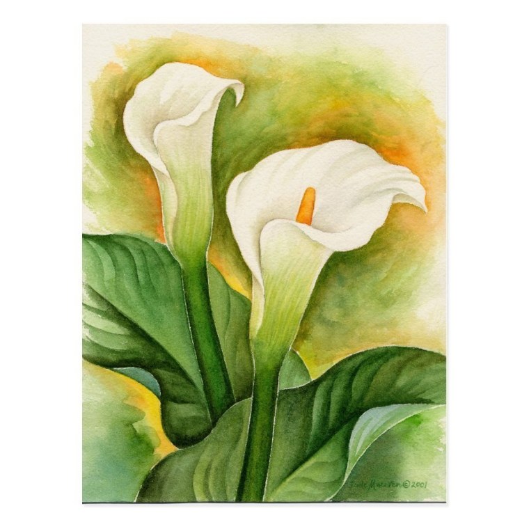 Каллы Абель