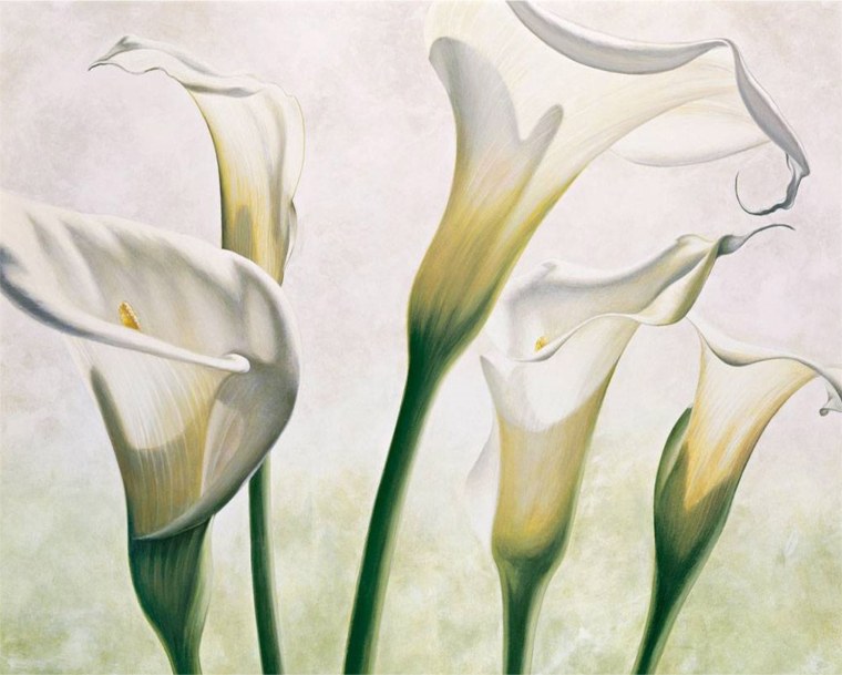 Каллы рисунок