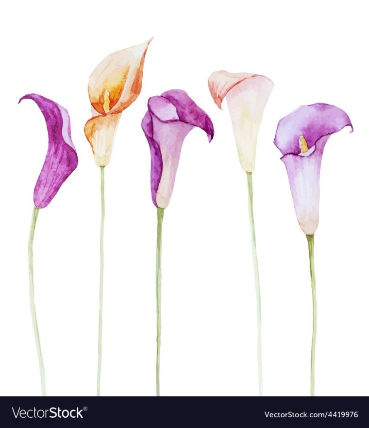 Лиловые каллы картина