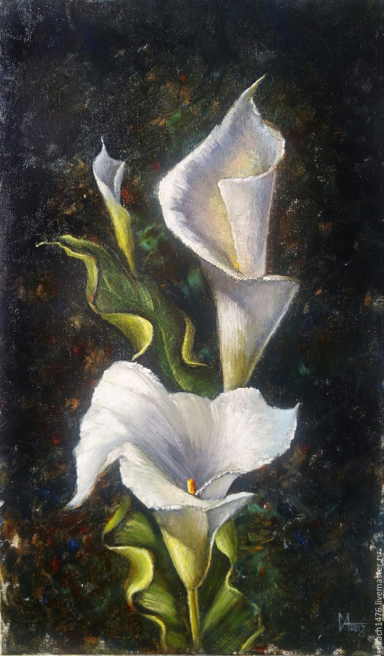 Каллы Ботаническая иллюстрация