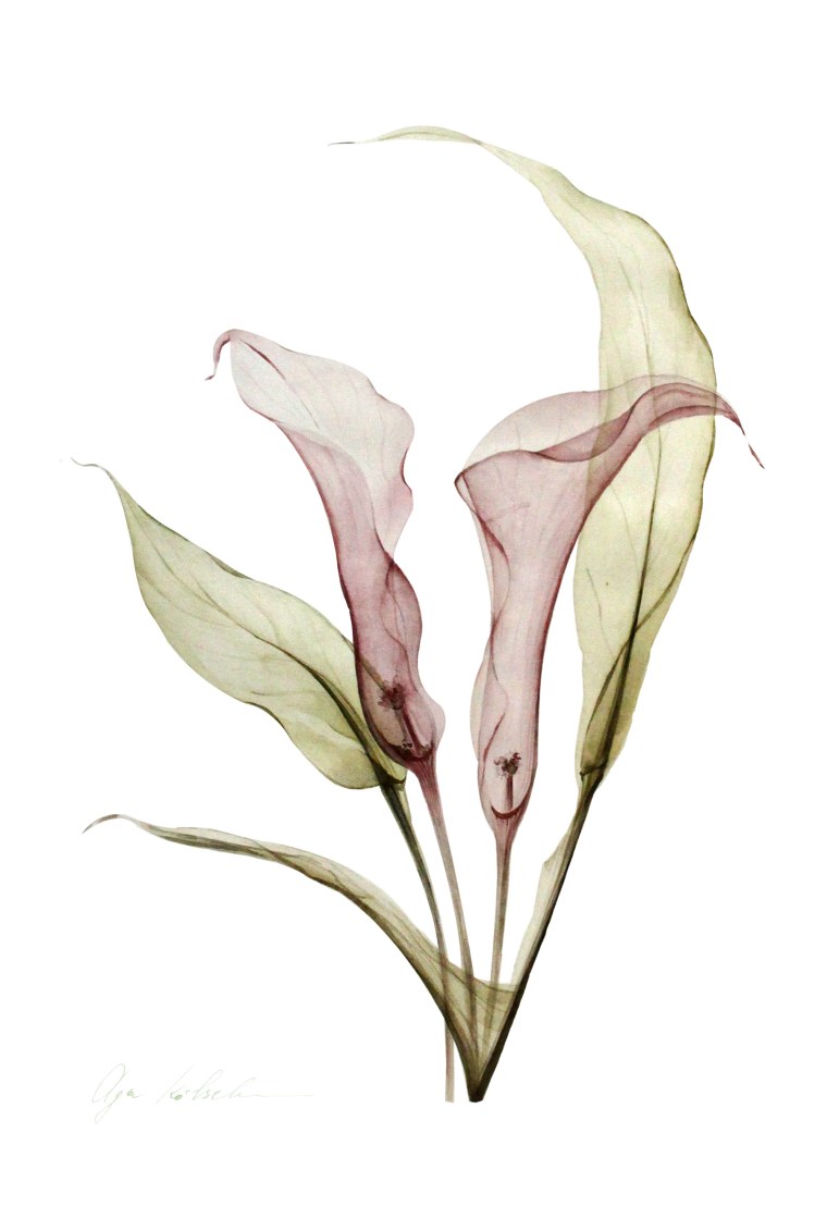Каллы акварелью
