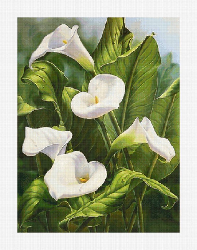 Антуриум акварель