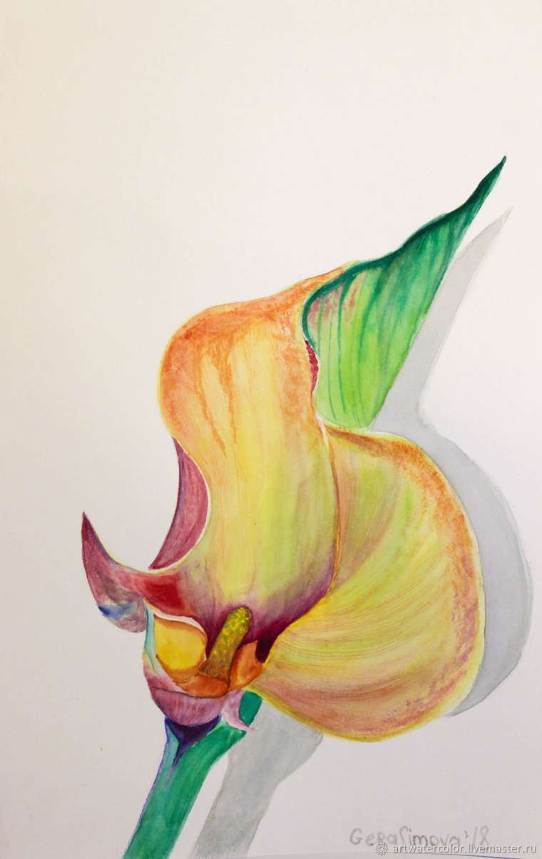 Калла цветок акварельный