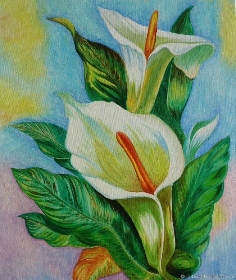 Калла AET Colombe