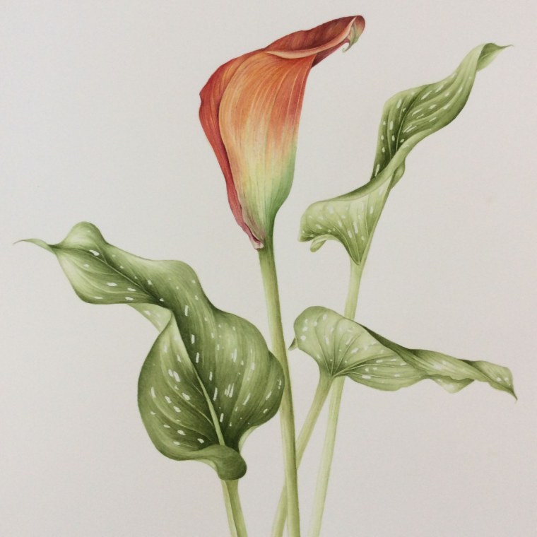 Каллы в художников