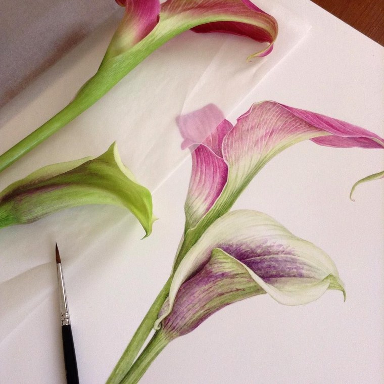 Цветы каллы акварелью