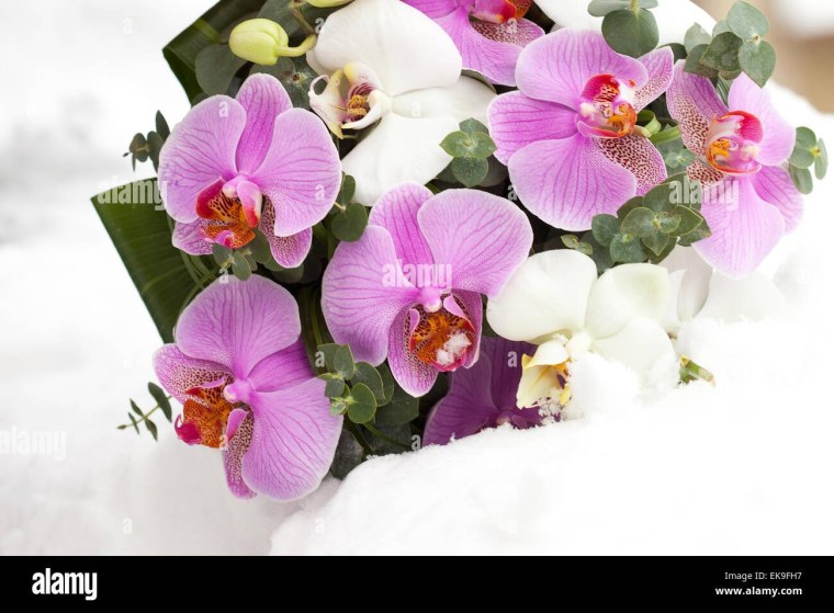 Открытки с орхидеями