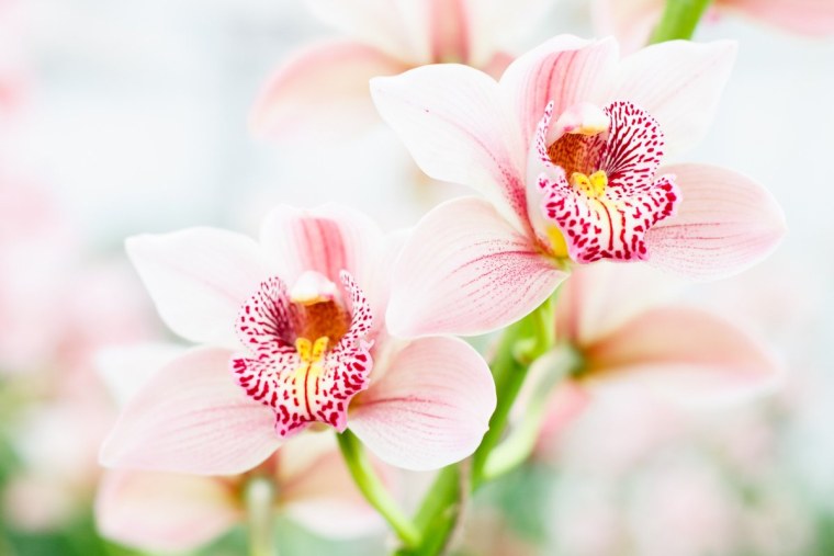 Нежные рхидеи с днём рождения