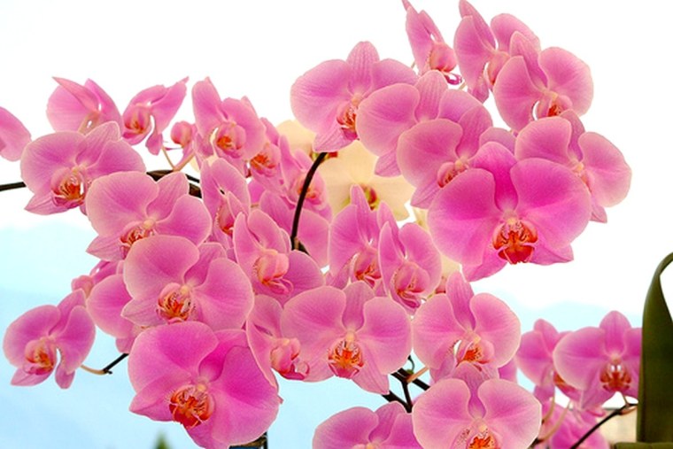 День орхидеи