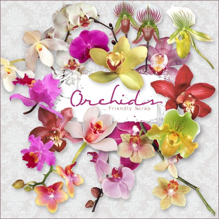 Открытки с днем рождения цветы орхидеи