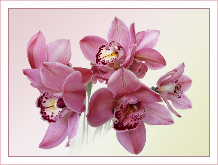 Цветы орхидеи в юбилей