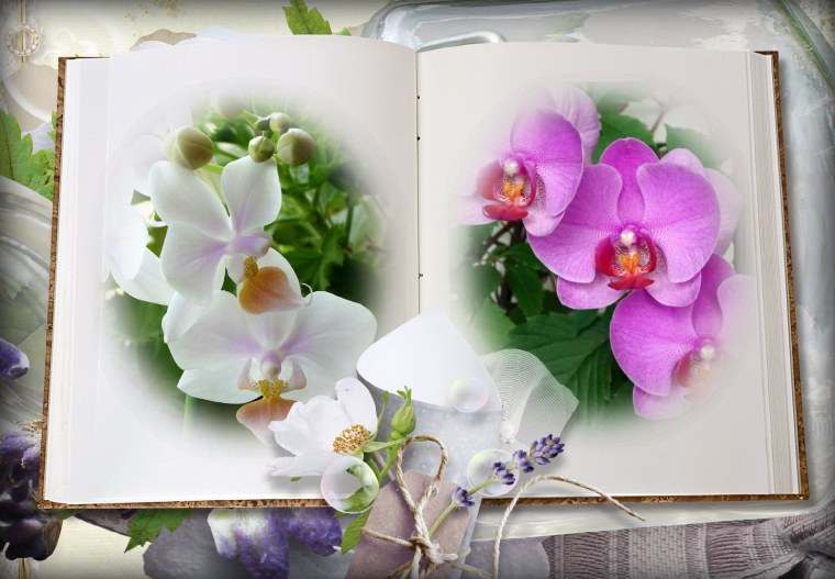 Открытки с орхидеями
