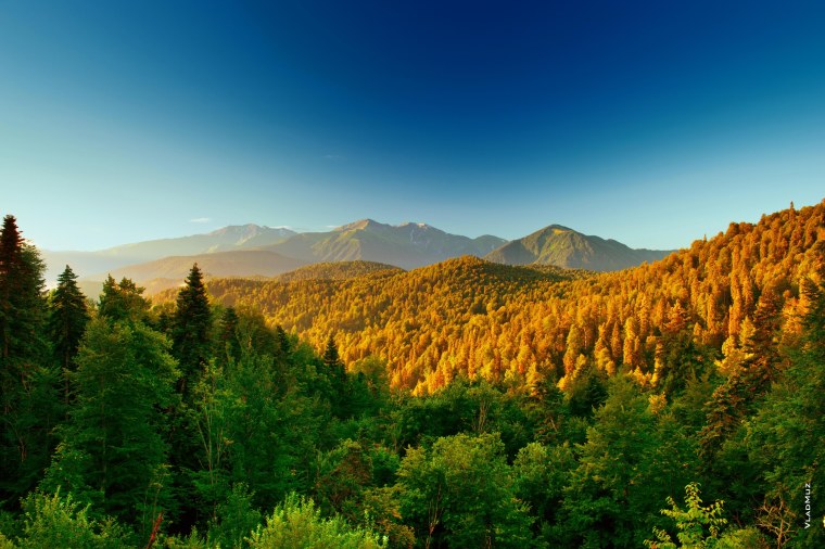 Лагонаки лес