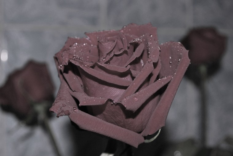 Пыльная роза